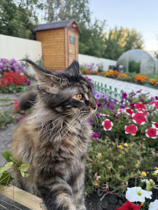 Продам кошку мейн кун