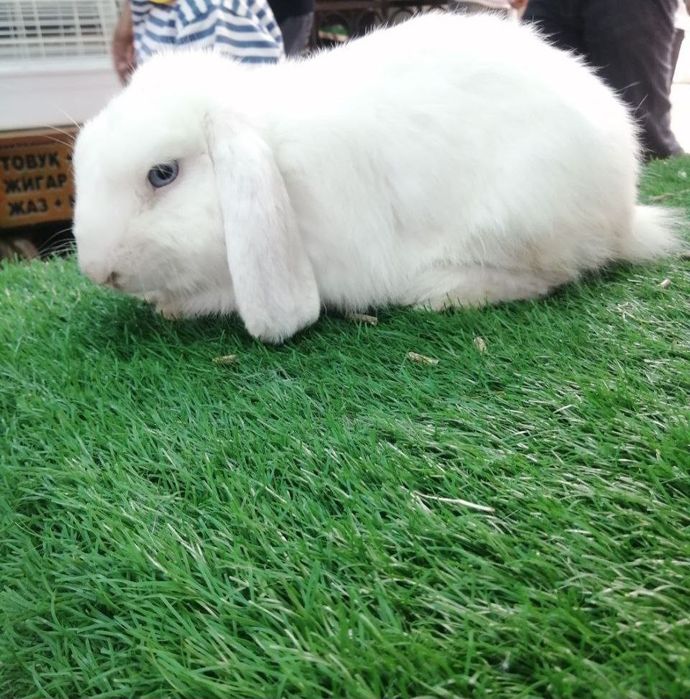 Хикол 3 йарим ойлик самка 2 та  самес 6  та 150 минг дан