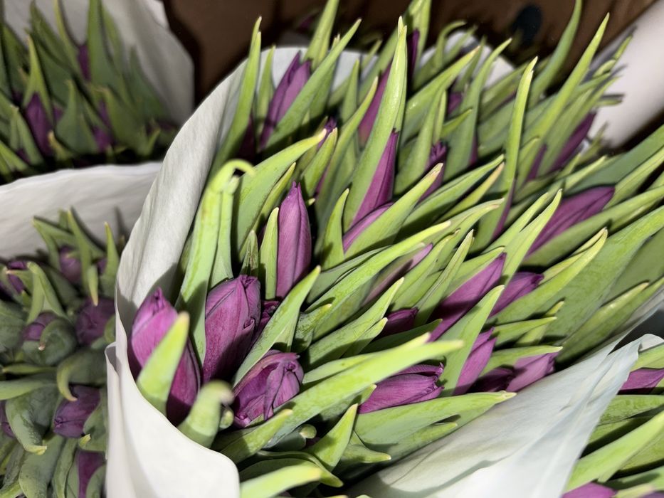 Тюльпаны к 8 марта