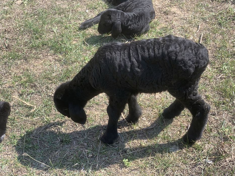 2 бас ургашы гиссар