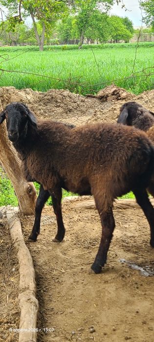 Govdali Xisori qoy quy barra zot olishga qo'y