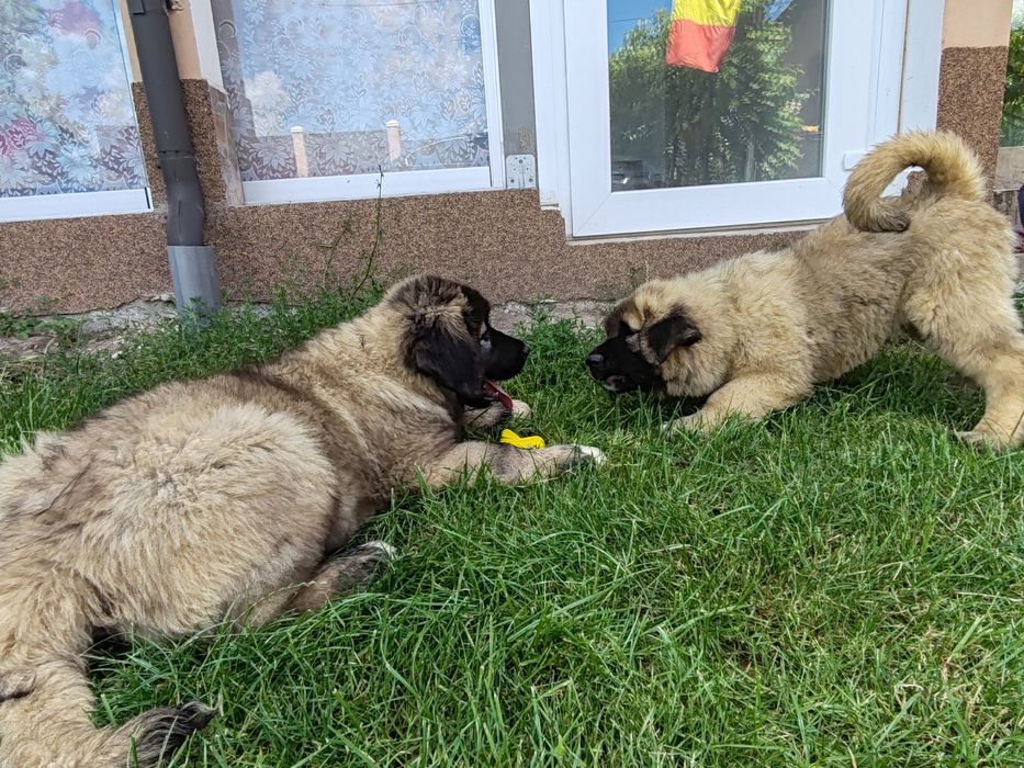 Cățel ciobănesc caucazian cu pedigree