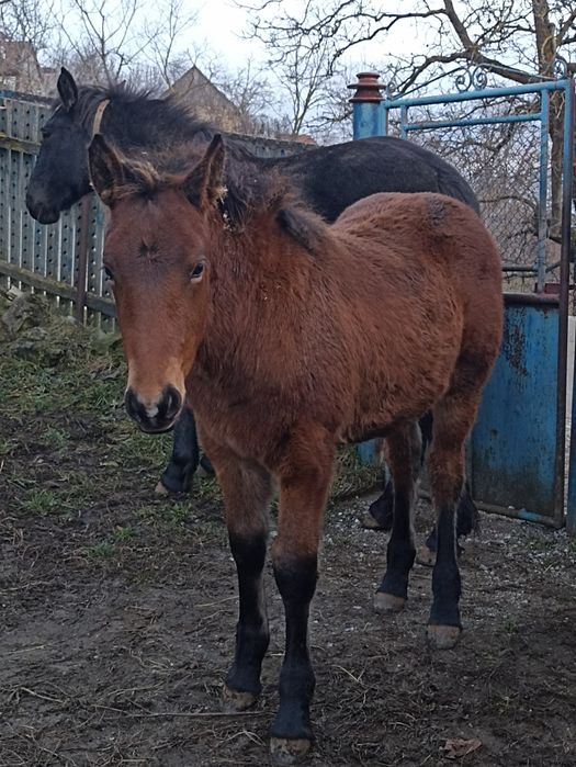 De vânzare iapă cu mânză