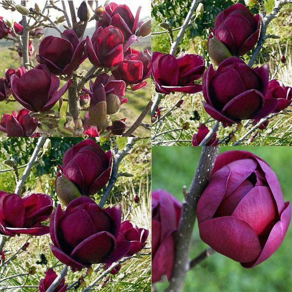 Magnolia Black Tulip la Ghiveci