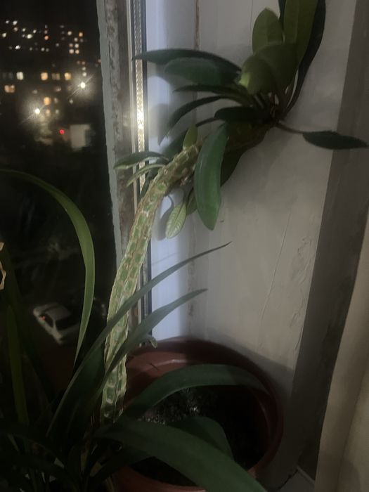 Комнатные цветы