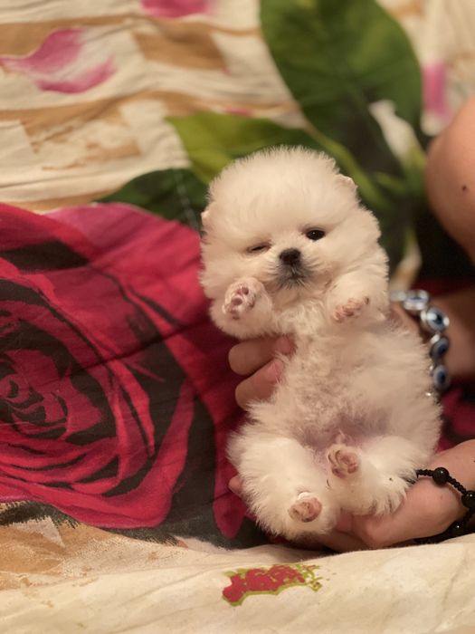 Померанский шпицы