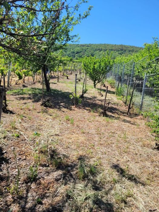 Vie si colna de vanzare