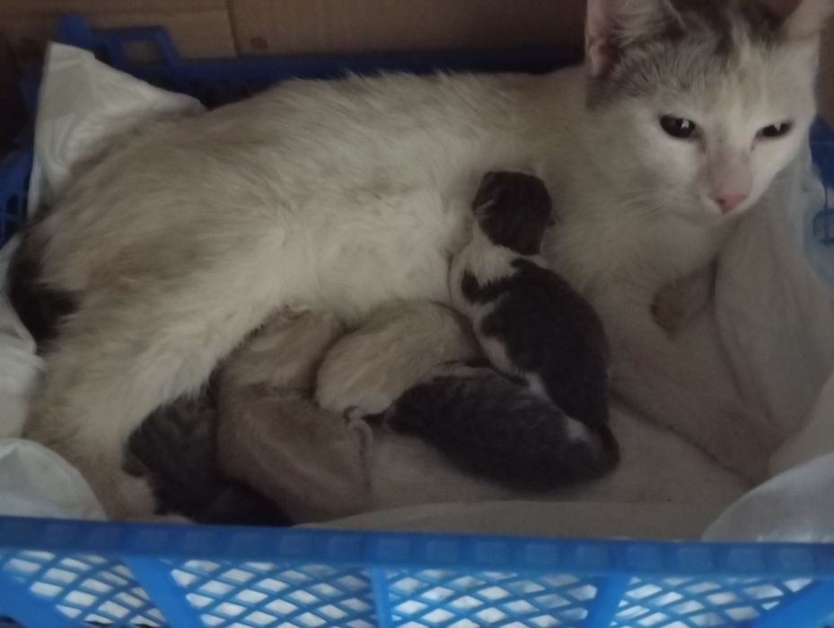 Отдаю котят к добрые руки