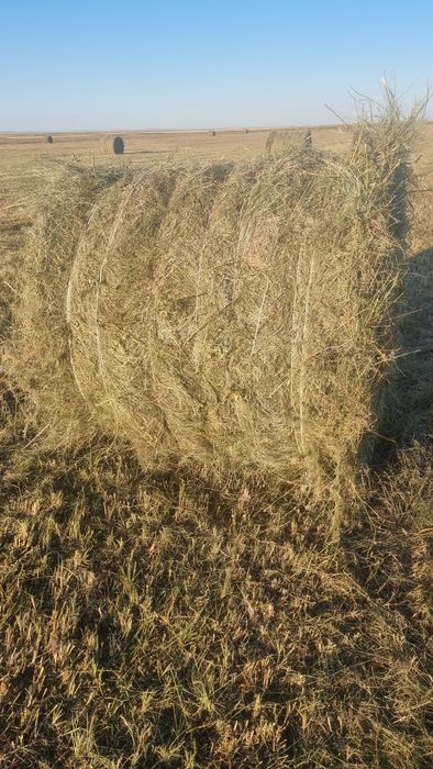 Продам сено рулонн и тюковое ...
