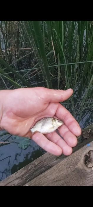 Puiet crap Salonta și crap romanesc. Scoatem și iarna puiet !!!