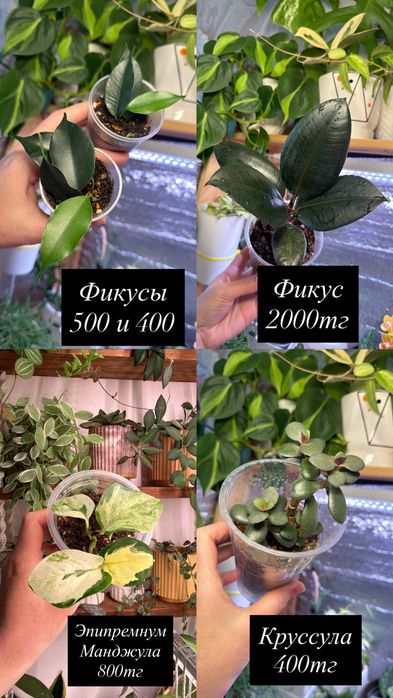 Комнатные растения