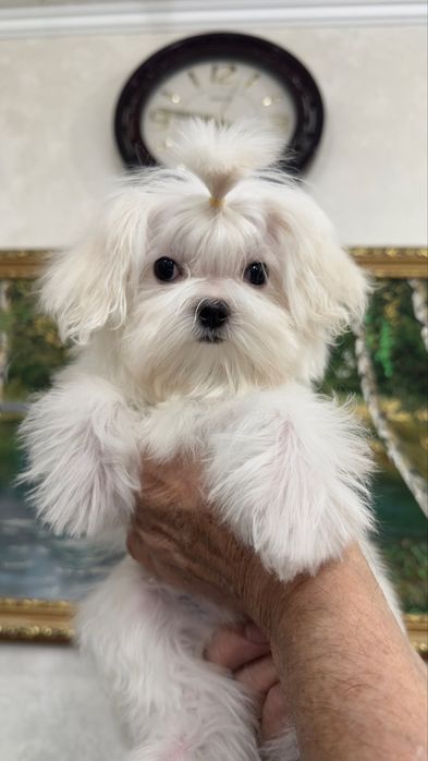 Супер малышка мини мальтезе,беби фейс