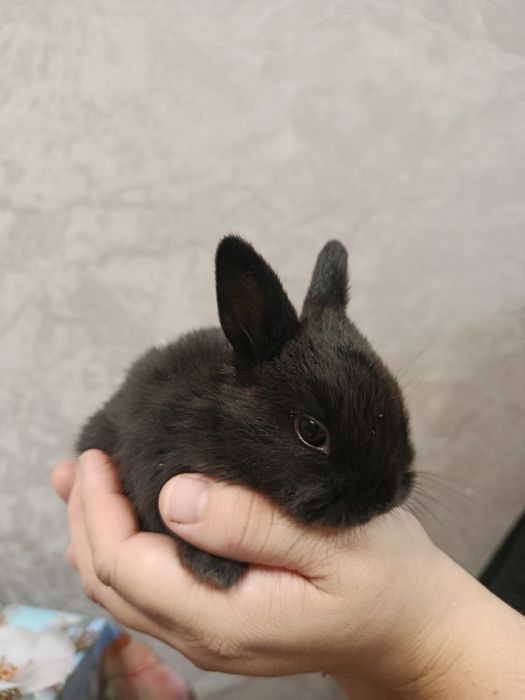 Продам декоративных кроликов
