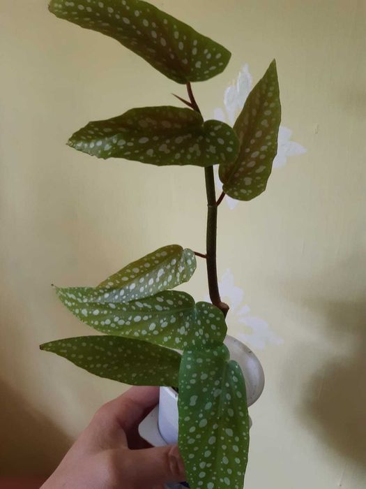 Гибискус бенджамин бегония