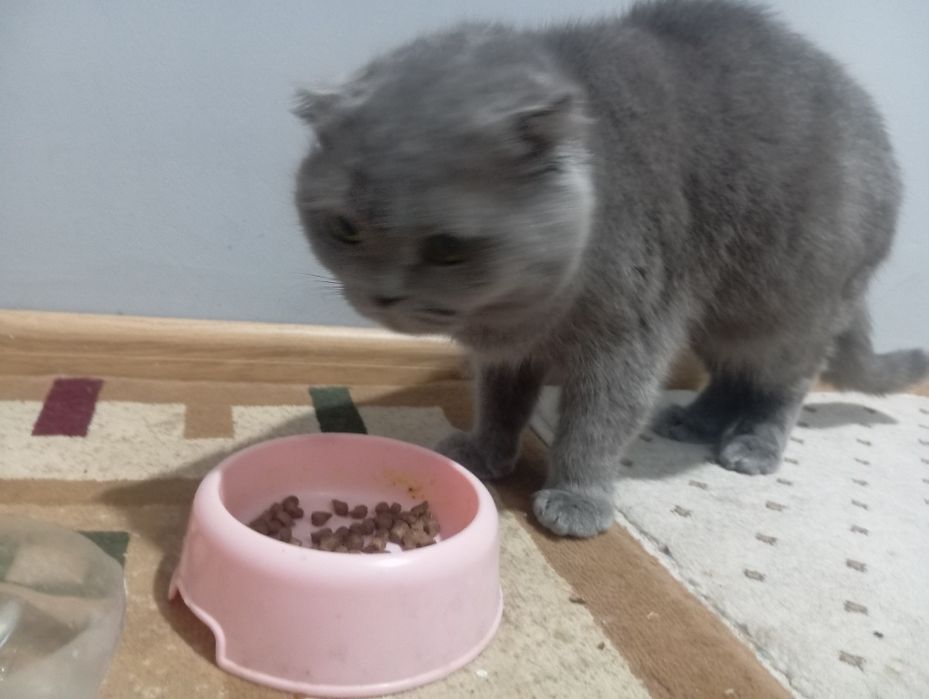 Skotsh ayol sogʻlom xomilador