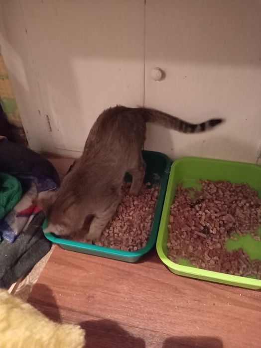 Отдам даром котят