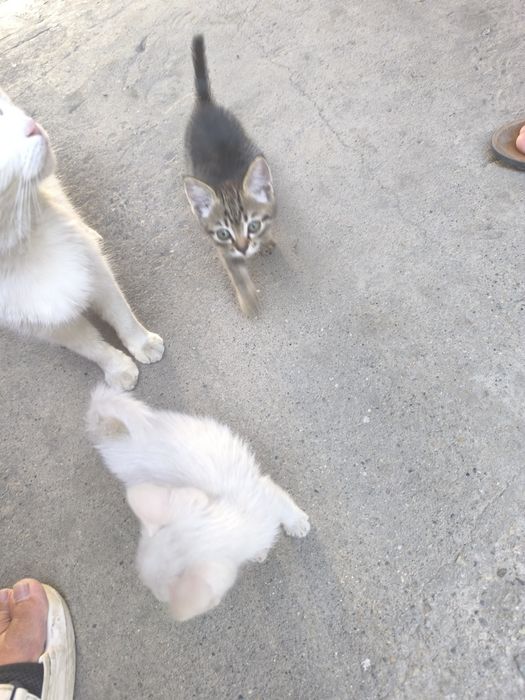 Котята 2.5 месяца