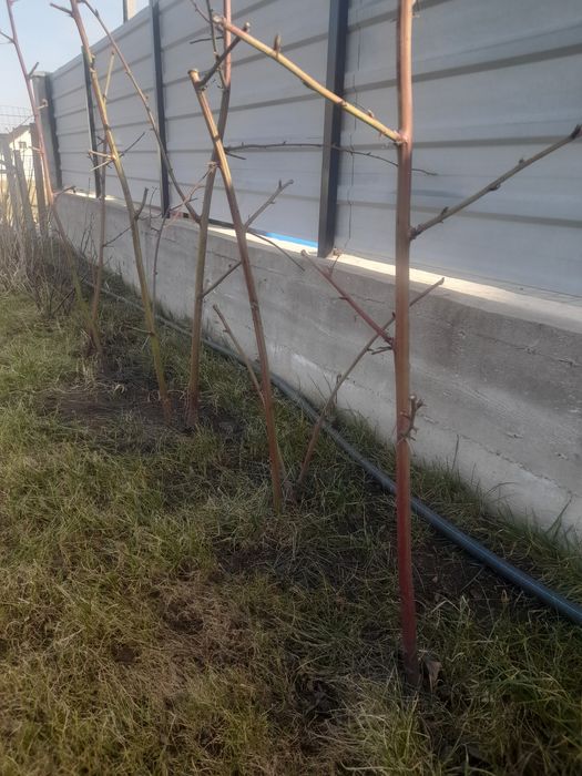 Fructe de padure mure tufe mari rodesc anul acesta