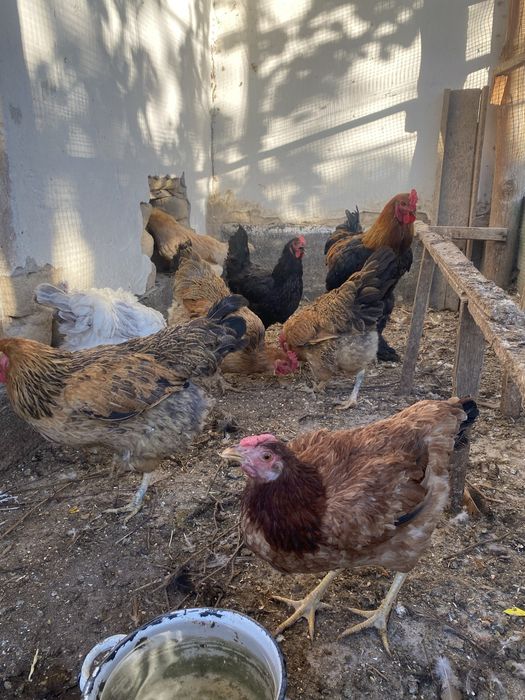 Продам семейку курей