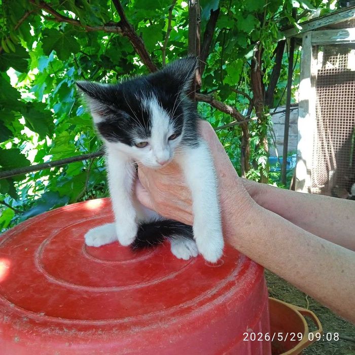 КОТЯТА отдадим в хорошие руки бесплатно!