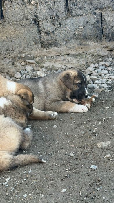 Щенки алабая 1 месяц 8 дней