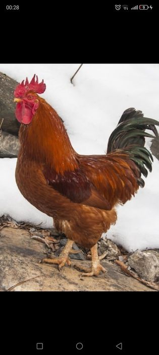 Петухи летние молодые