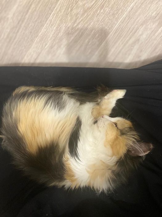 Отдам в добрые руки котёнка