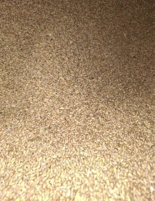 Porumb și grâu 2025