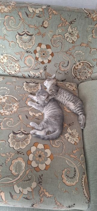Отдам 2 котят девочки