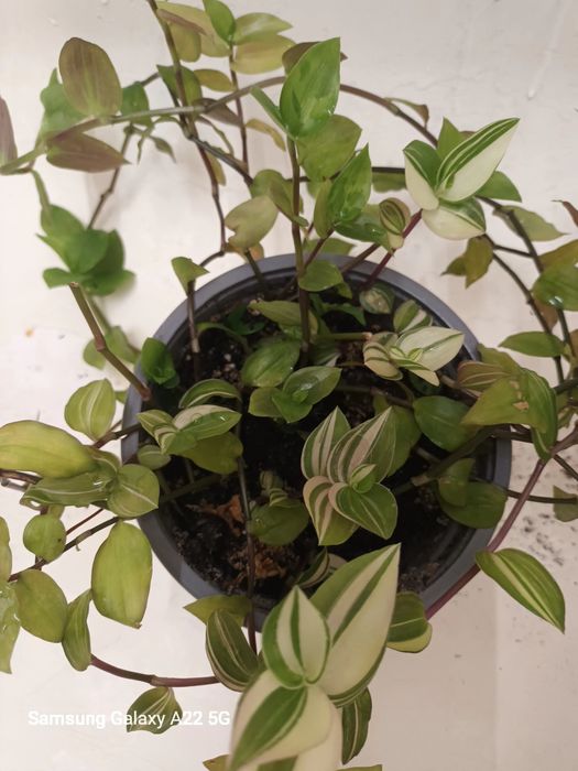 Plante curgatoare tradescantia