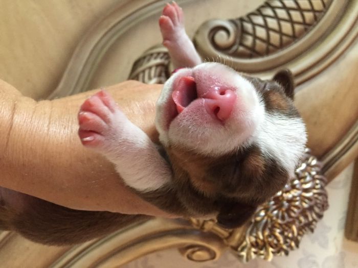 американский булли