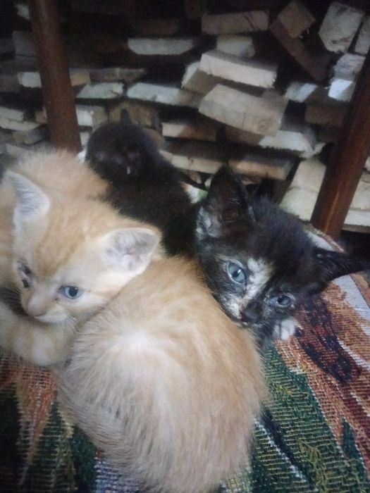Отдам котят добрые руки