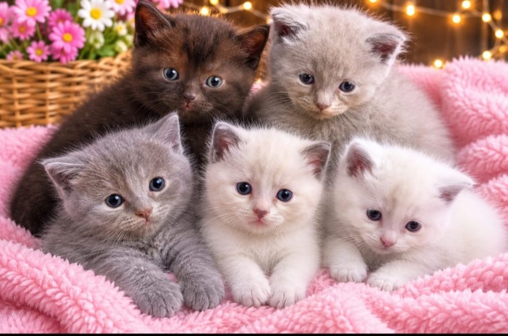 Отдам котят в добрые руки