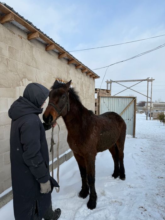 Продам Лошадь / Ат сатлады