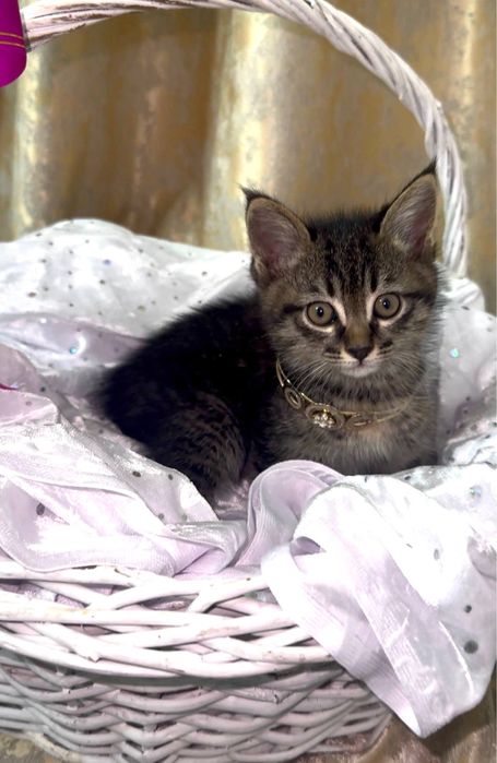 Кошка 2 месячная девочка продам за 150тыс сами заберете