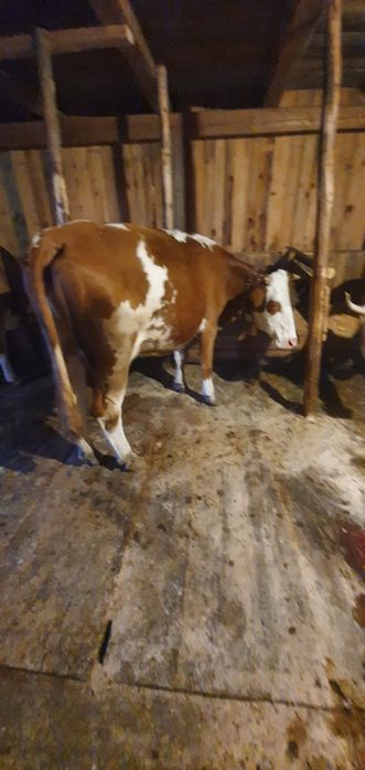 Vaca,baltata  românească de vanzare
