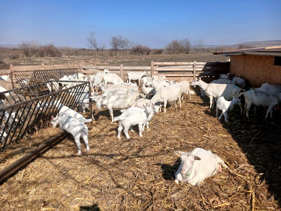 Vand capre sannen cu certificat de origine