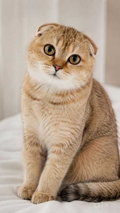 Британский золотая шиншилла