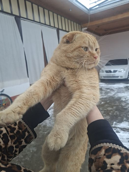 VYAZKA uchun qiz mushuklarni taklif qilamiz.