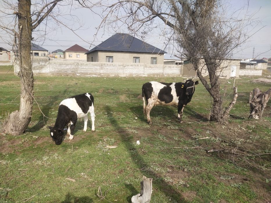 Бузаулы сыйыр сатылады