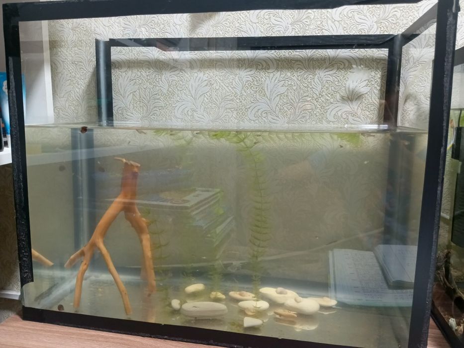 Продам аквариум, с мальками гуппи