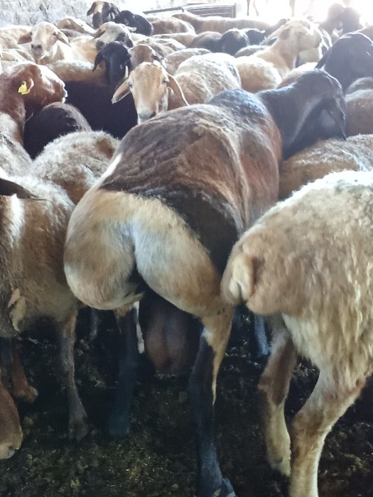 Қошқар 250000тгг