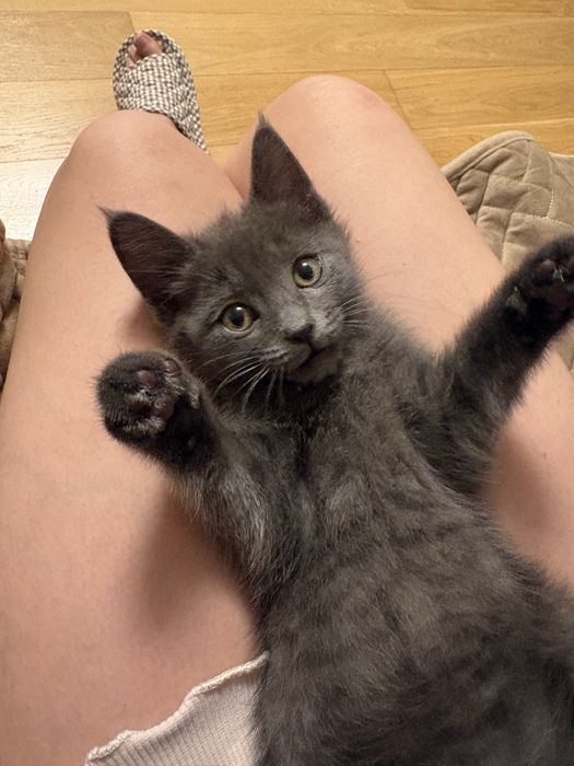 Ищем дом для милой кошечки!
