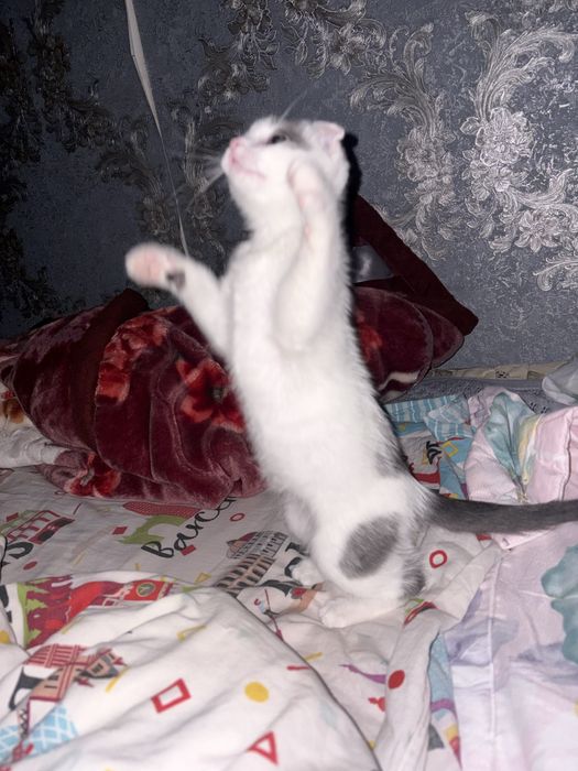 Продам котёнка мальчик 3 месяца