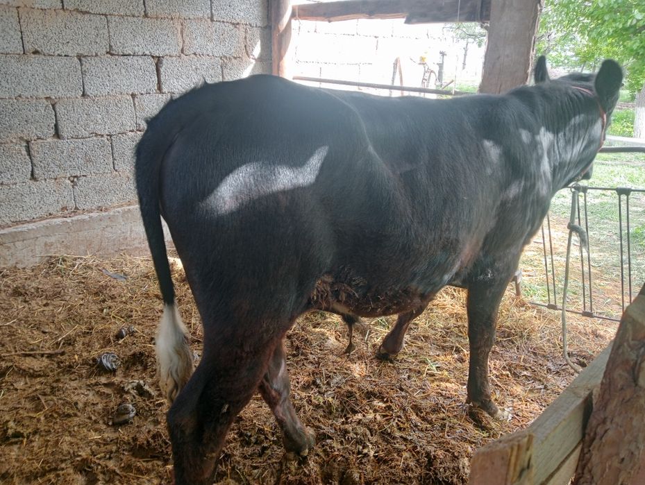 Өгізше сатылады жасына толған