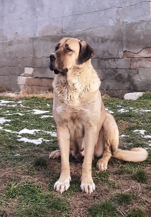 Femela Malakli 4 ani