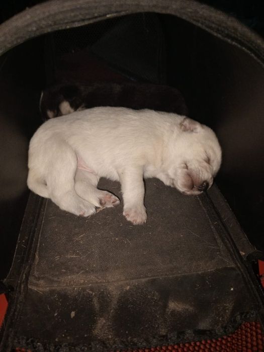 Щенки мальчики и девочки