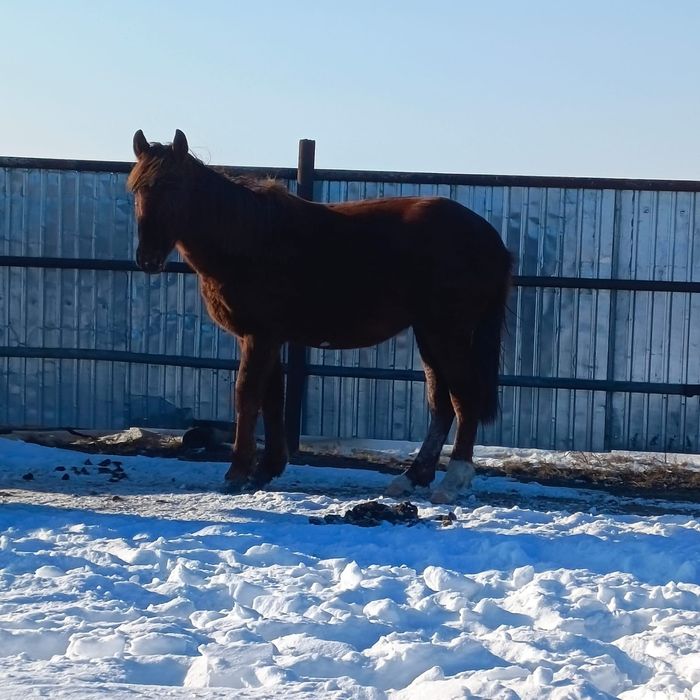 Продам тай  на мясо или на племя