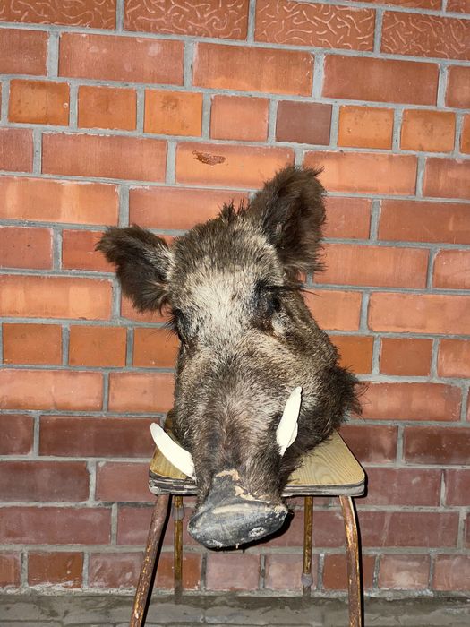 Трофей головы кабана