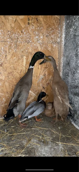 Vand rate pitice olandeze si alergatoare indiene